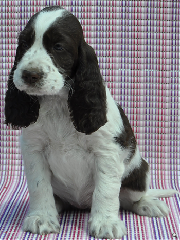 MISS POPPY Three Ponds Valley